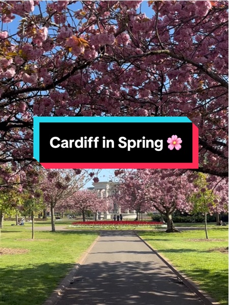 A view of a paved public path in Cardiff under Cherry blossom trees on a sunny day